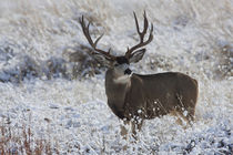 Mule Deer Buck, Late Autumn Snow von Danita Delimont