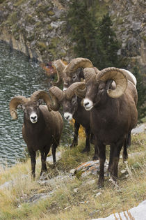 Rocky Mountain Bighorn Sheep Rams by Danita Delimont