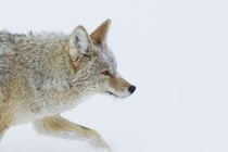 Coyote, winter travel by Danita Delimont