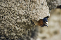 Cliff Swallow, emerging from nest by Danita Delimont