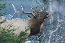 Rocky Mountain Bull Elk Bugling by Danita Delimont