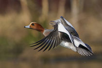 Eurasian Widgeon Taking Flight by Danita Delimont
