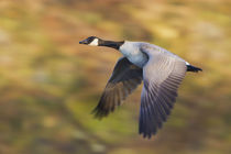 Canada Goose in Flight by Danita Delimont