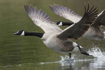 Canada Geese Taking Flight by Danita Delimont