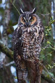 Long-eared Owl by Danita Delimont