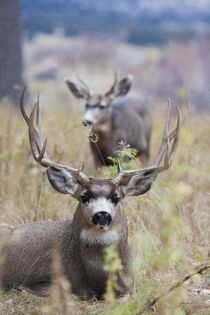 Mule Deer Bucks von Danita Delimont