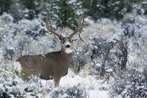 Mule Deer Buck, Late Autumn Snow von Danita Delimont