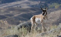 Pronghorn Antelope Buck by Danita Delimont