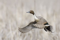 Pintail Duck in Flight von Danita Delimont