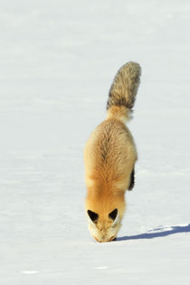 Red Fox Leaping by Danita Delimont