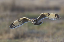 Short-eared Owl Hunting by Danita Delimont