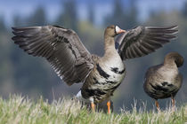 Greater White-fronted Goose by Danita Delimont