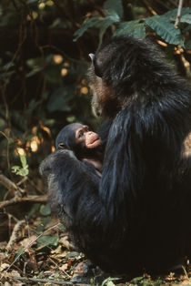 Africa, Female chimpanzee and infant . by Danita Delimont