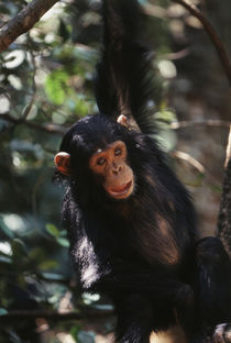 Africa, Young Chimpanzee hanging at forest. by Danita Delimont