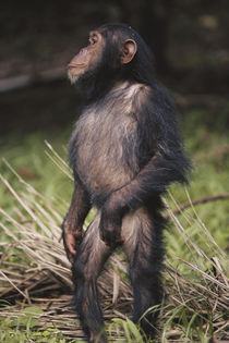Africa, Young female Chimpanzee standing and looking away. by Danita Delimont