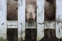 Cute but sad looking baby pig looking through white picket fence. by Danita Delimont