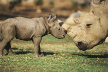 Africa, Captive Southern White Rhino with young. von Danita Delimont