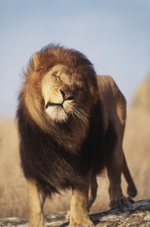 Africa, Male African Lion von Danita Delimont