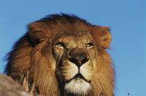 Close-up of African Lion von Danita Delimont