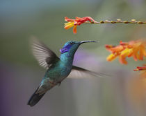 Green violet-ear hummingbird hovering at a flower. by Danita Delimont
