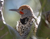 Northern flicker woodpecker, USA by Danita Delimont