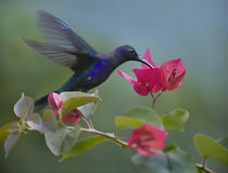 Violet Sabrewing hummingbird drinking from a flower. by Danita Delimont