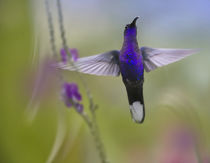 Male Violet Sabrewing hummingbird. by Danita Delimont