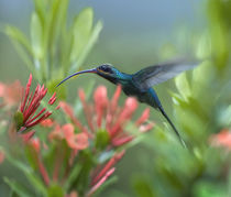 Green hermit hummingbird male feeding at a flower. by Danita Delimont