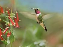 Male broad-tailed hummingbird hovers flying. by Danita Delimont