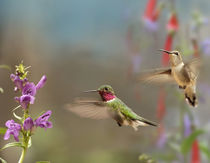 Broad-tailed hummingbird male and female flying. by Danita Delimont