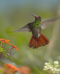 Rufous-tailed hummingbird . by Danita Delimont