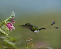 Booted racket-tail hummingbird flying to a flower. by Danita Delimont
