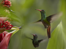 Two Rufous-tailed hummingbirds . by Danita Delimont