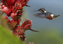 Purple-throated Woodstar hummingbird flying to a flower. by Danita Delimont