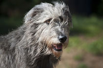 Portrait of an Irish Wolfhound. by Danita Delimont