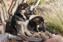 Two German Shepherd puppies on a rock bench near tall grasses. by Danita Delimont