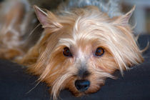 Yorkshire Terrier looking at you by Danita Delimont