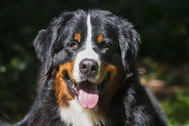 Portrait of Bernese Mountain Dog von Danita Delimont