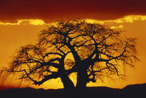 Silhouette image of tree at sunset by Danita Delimont