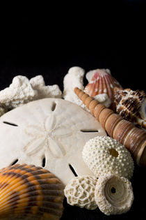 Detail of seashells from around the world. von Danita Delimont