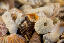 Detail of seashells from around the world. von Danita Delimont