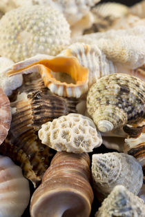 Detail of seashells from around the world. by Danita Delimont