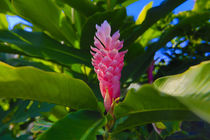Pink Ginger, Melanesia, Fiji by Danita Delimont