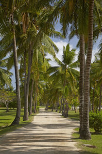Avenue of Palms, Musket Cove Island Resort, Malolo Lailai Is... by Danita Delimont