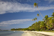 Beach and palm trees, Plantation Island Resort, Malolo Laila... by Danita Delimont