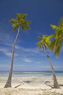 Hammock and palm trees, Plantation Island Resort, Malolo Lai... by Danita Delimont