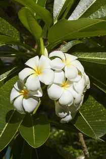 Frangipani flowers, Nadi, Viti Levu, Fiji, South Pacific by Danita Delimont