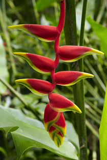 Heliconia flower, Kula Eco Park, Coral Coast, Viti Levu, Fij... by Danita Delimont