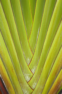 Palm frond pattern, Coral Coast, Viti Levu, Fiji, South Pacific von Danita Delimont
