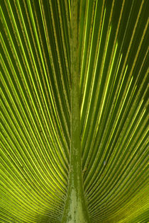 Palm frond, Nadi, Viti Levu, Fiji, South Pacific von Danita Delimont